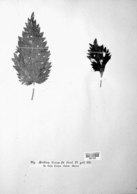 Puccinia urticata image